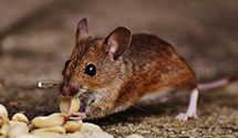 24 Hour & Emergency Exterminators in Terrytown, NE